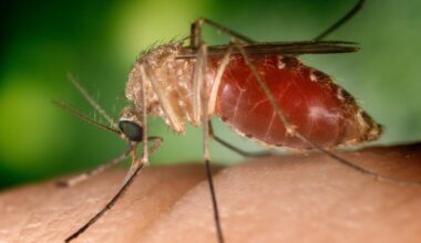 West Nile: un altro morto a Caserta, è l'ottavo in Italia - Notizie