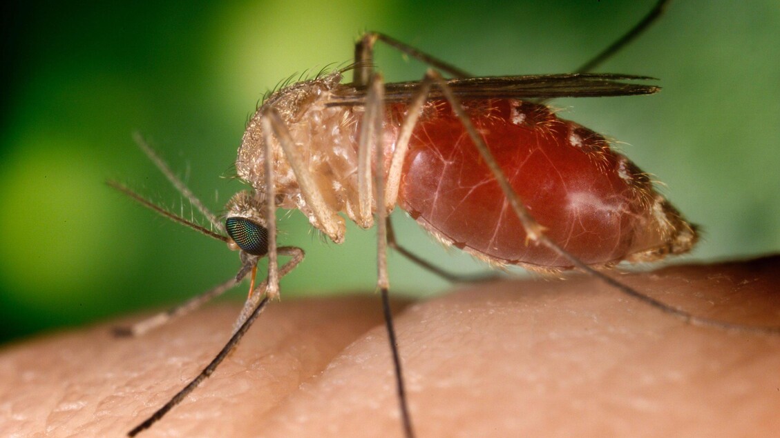 West Nile: un altro morto a Caserta, è l'ottavo in Italia - Notizie