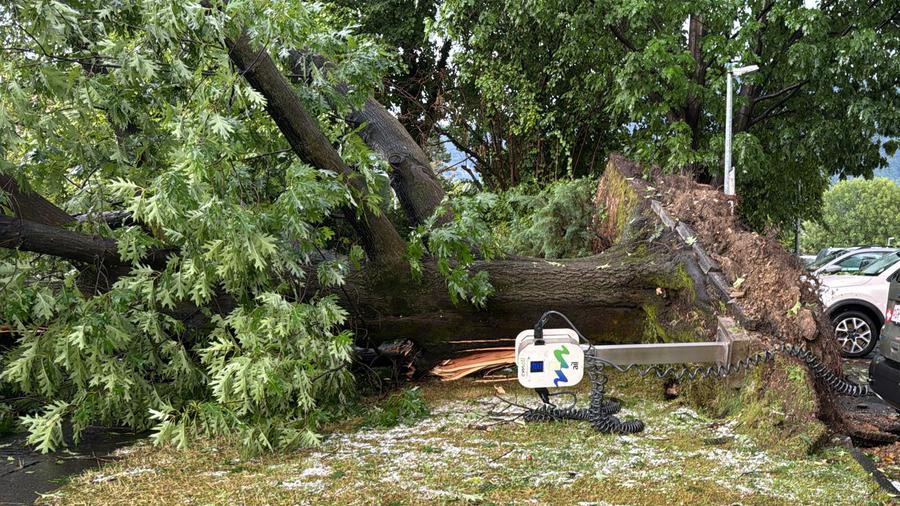 albero sradicato a comano