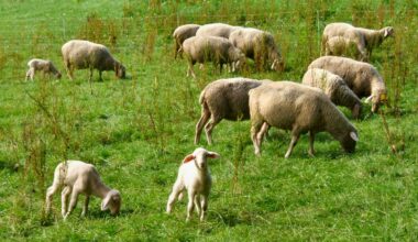Regione Marche attiva linee guida e vaccini