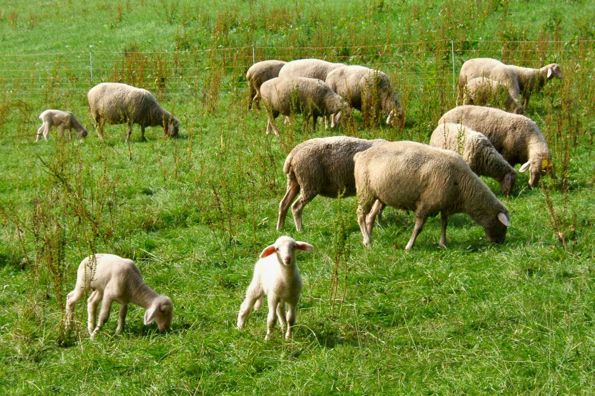 Regione Marche attiva linee guida e vaccini