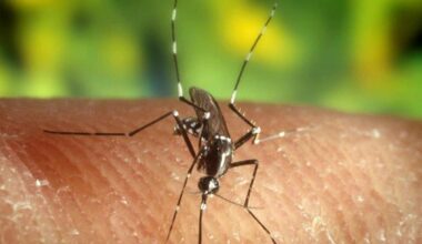 West Nile, terza vittima nel Lazio: è un uomo di 86 anni morto all'ospedale Santa Maria Goretti di Latina