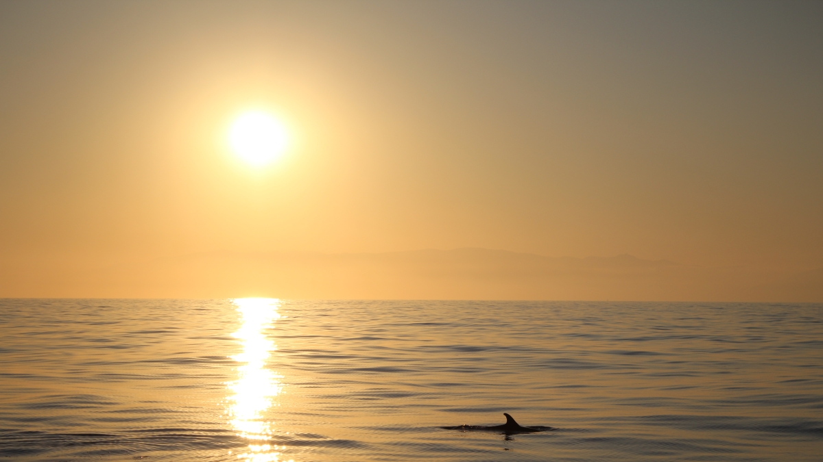 Così stenelle e tartarughe del Mediterraneo ci insegnano l’etica del mare