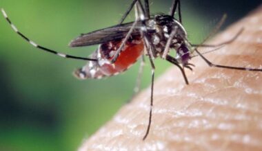 West Nile, seconda vittima nel Lazio: paziente di 77 anni morto allo Spallanzani di Roma