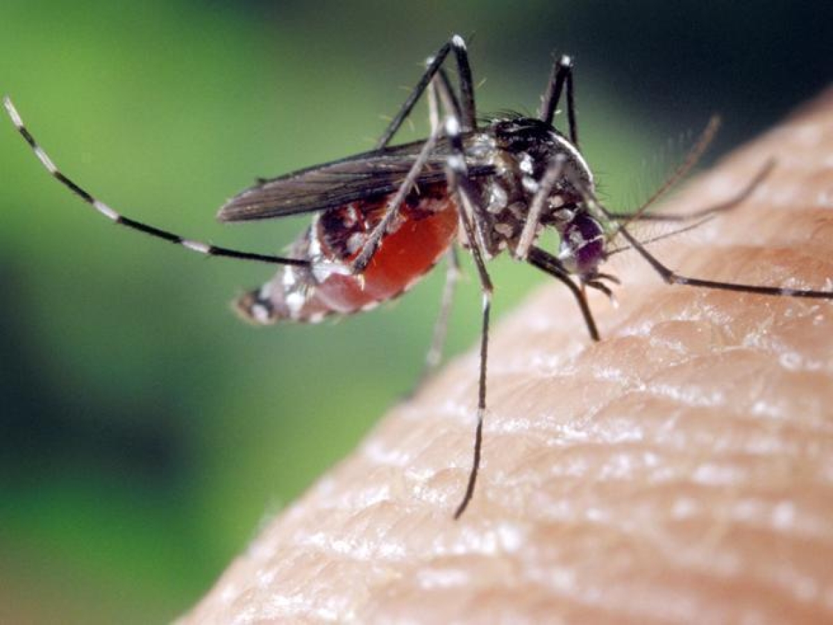 West Nile, seconda vittima nel Lazio: paziente di 77 anni morto allo Spallanzani di Roma