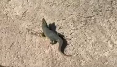 Ladispoli, il mistero del coccodrillo avvistato nel fiume: mobilitate polizia e protezione civile. Pericolo o scherzo?