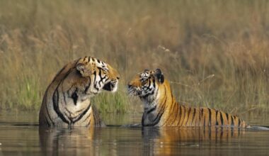 Tigre, in 15 anni la popolazione è cresciuta del 60%. Ma la specie è ancora a rischio estinzione