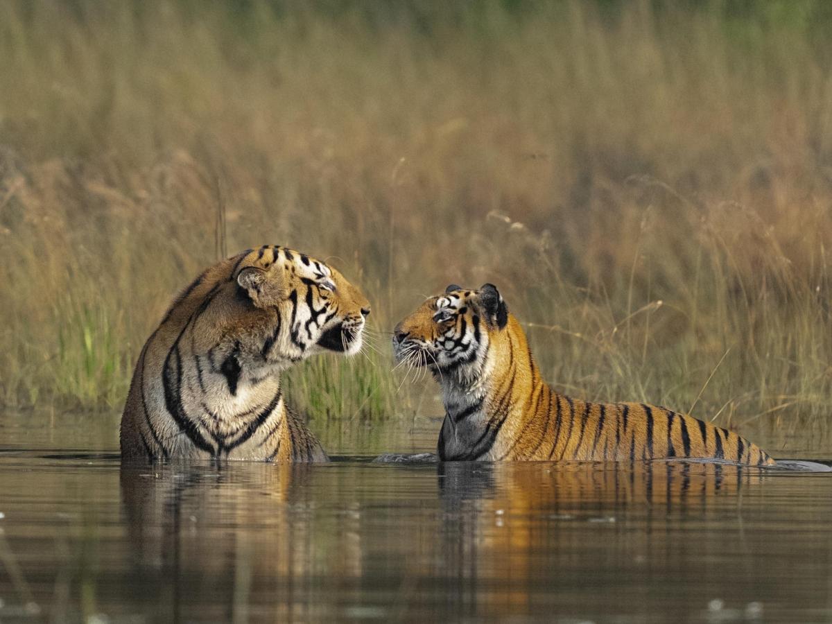 Tigre, in 15 anni la popolazione è cresciuta del 60%. Ma la specie è ancora a rischio estinzione