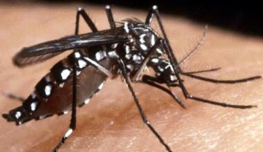West Nile, primo caso a Milano e uno a Pavia: sono due donne di 38 e 66 anni, una è ricoverata ma le sue condizioni non sono gravi