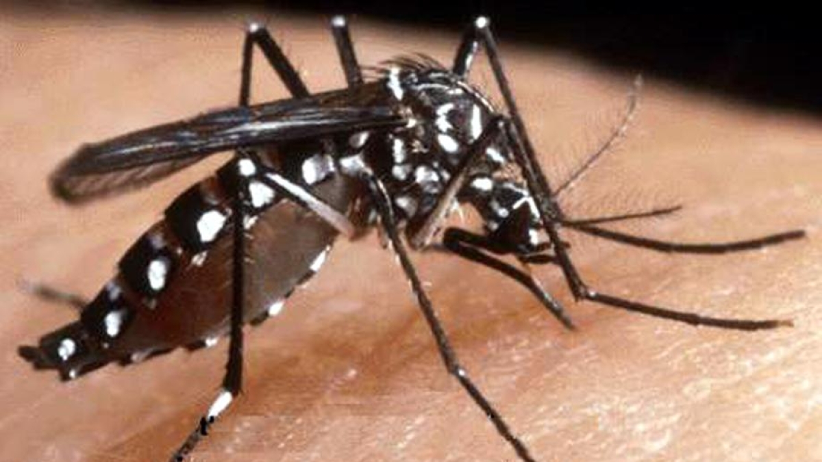 West Nile, primo caso a Milano e uno a Pavia: sono due donne di 38 e 66 anni, una è ricoverata ma le sue condizioni non sono gravi