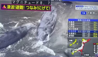 Terremoto in Kamchatka, il caso delle balene spiaggiate in Giappone
