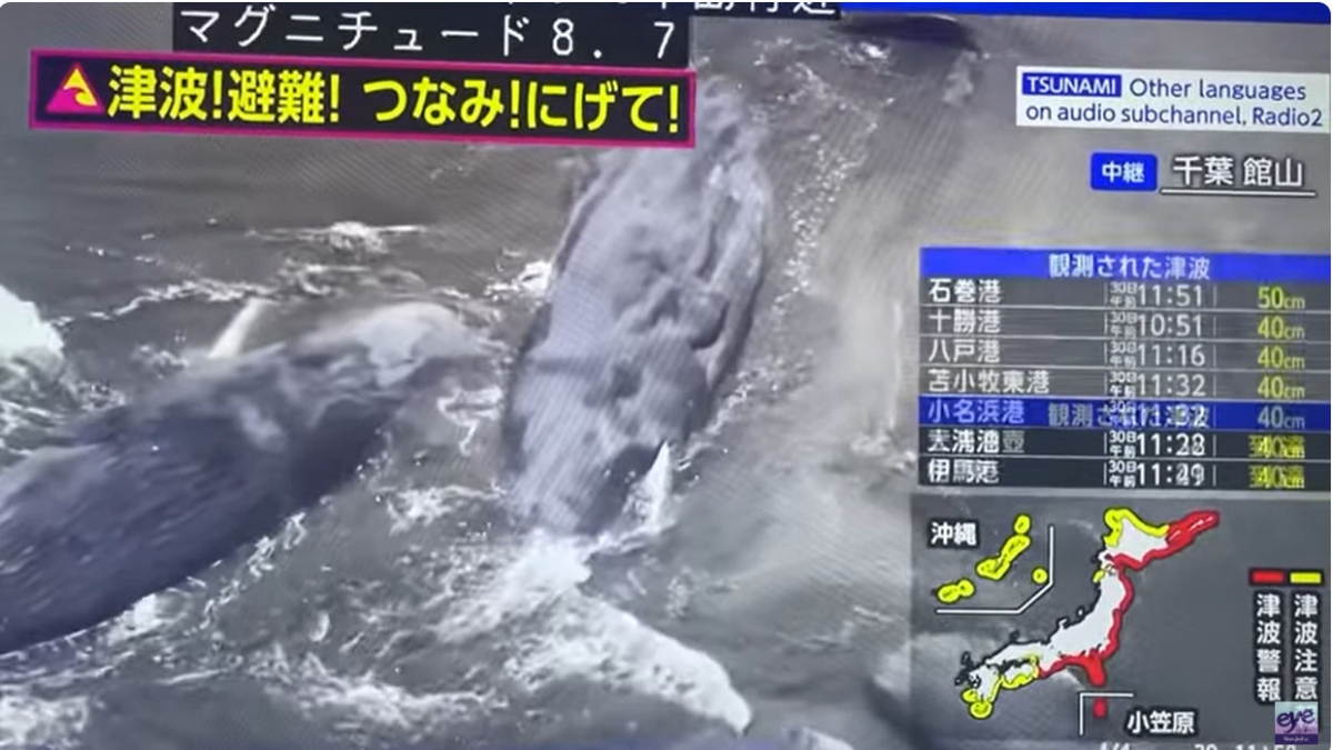 Terremoto in Kamchatka, il caso delle balene spiaggiate in Giappone