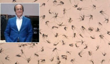 West Nile, seconda vittima nel Lazio: morto un 77enne, era stato in vacanza a Baia Domizia