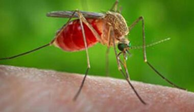 West Nile, la prima vittima in Campania è un uomo di Maddaloni: aveva patologie pregresse