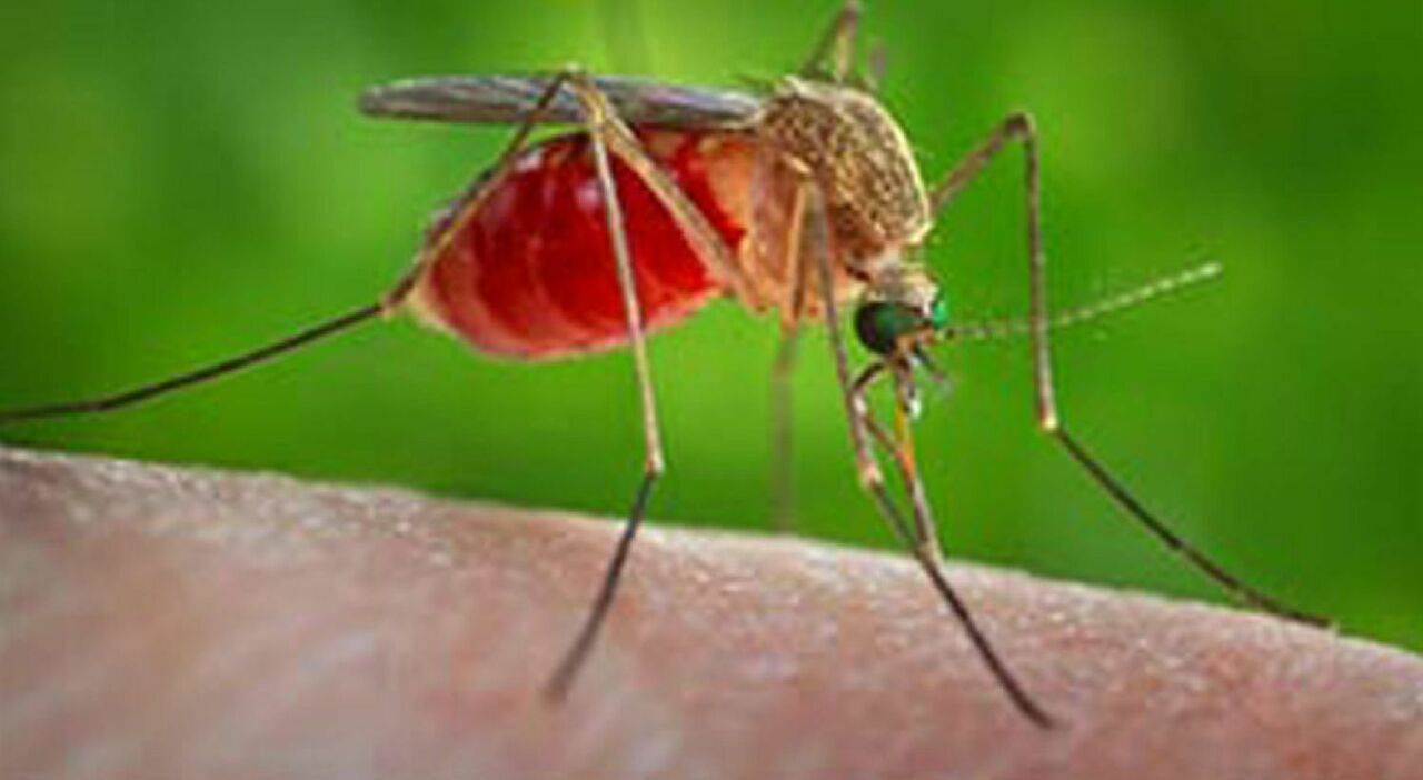 West Nile, la prima vittima in Campania è un uomo di Maddaloni: aveva patologie pregresse
