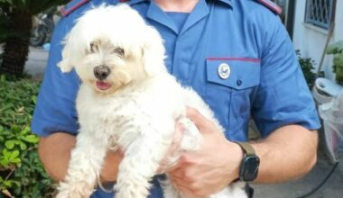 Varcaturo: «Dammi 450 euro se vuoi riavere il tuo cane»: arrestato 16enne