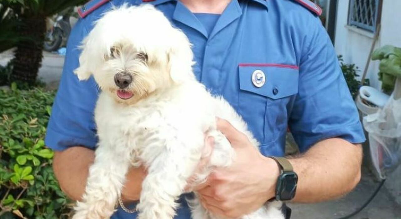 Varcaturo: «Dammi 450 euro se vuoi riavere il tuo cane»: arrestato 16enne