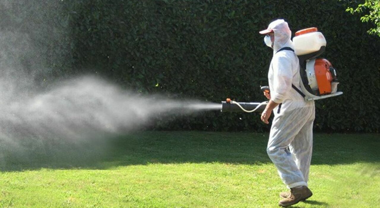 dalle larve all'uomo, ecco come si propaga il virus