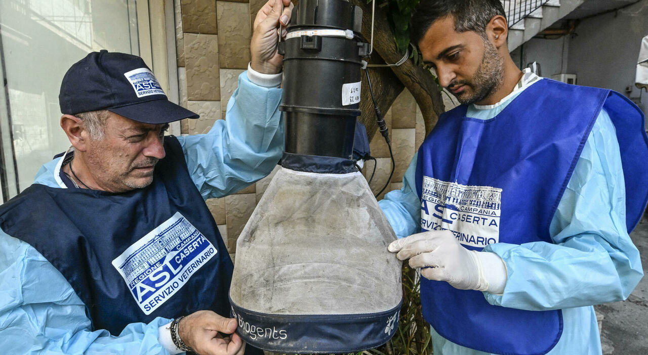 «Ogni zanzara infetta 1.500 uova, la circolazione del virus è amplificata in modo pericoloso»