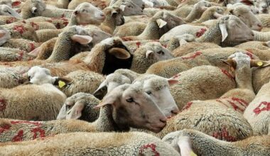ristori per vaccini, repellenti e capi persi – Terre Marsicane