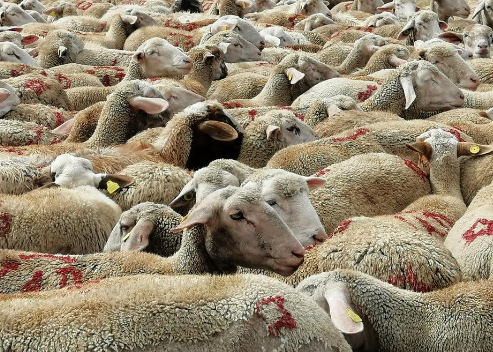 ristori per vaccini, repellenti e capi persi – Terre Marsicane