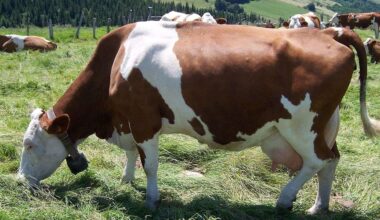 La Dermatose nodulaire bovine en en Savoie, Haute Savoie et en Sardaigne - la Dermatite nodulare bovina interessa la Savoia, l'Alta Savoia e la Sardegna (c) CC BY - SA 3_0 B Navez Wikimedia Commons