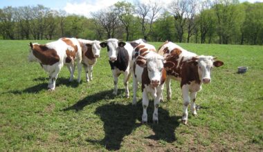 La dermatose bovine touche touche aussi des vaches Montbeliardes - La dermatite bovina interessa anche delle bovine Montbéliarde (c) CC BY SA 3_0 Arnaud 25 Wikimedia Commons