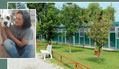 Estate da cani, è boom di abbandoni