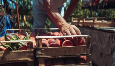 Bonus agricoltori da 2.500 euro: come richiedere il contributo