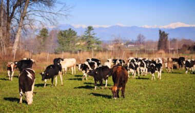 Dermatite nodulare bovina. Sardegna: campagna vaccinazioni al via