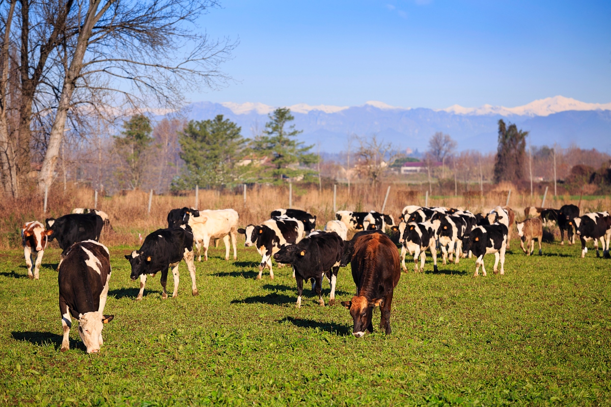 Dermatite nodulare bovina. Sardegna: campagna vaccinazioni al via