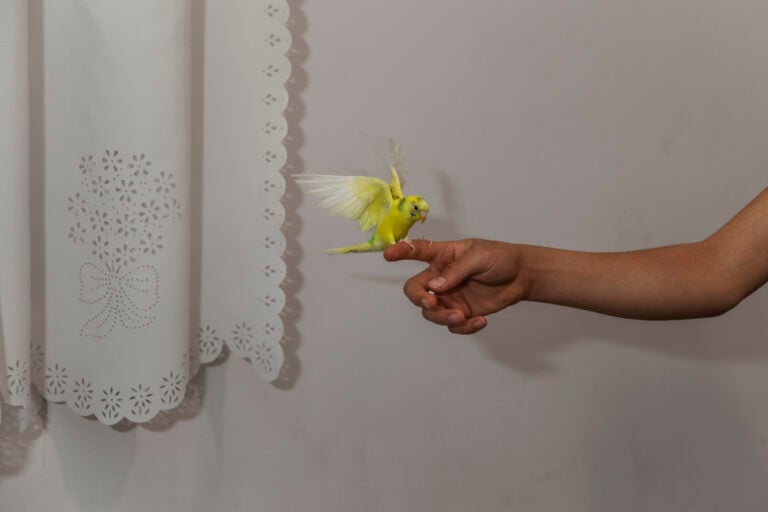 ©Parisa Azadi, Amir Hussain Roozbahani gioca con il suo uccellino nel giorno del suo compleanno a casa, nella periferia di Teheran, Iran, 5 maggio 2020