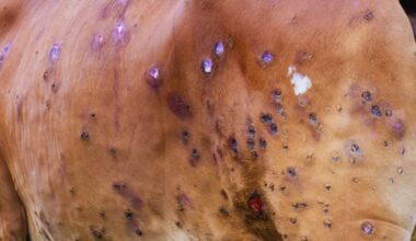 Dermatite bovina, misure drastiche in attesa dei vaccini