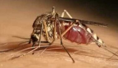 Altri 7 casi di West Nile nel Lazio, anche in provincia di Roma - Notizie