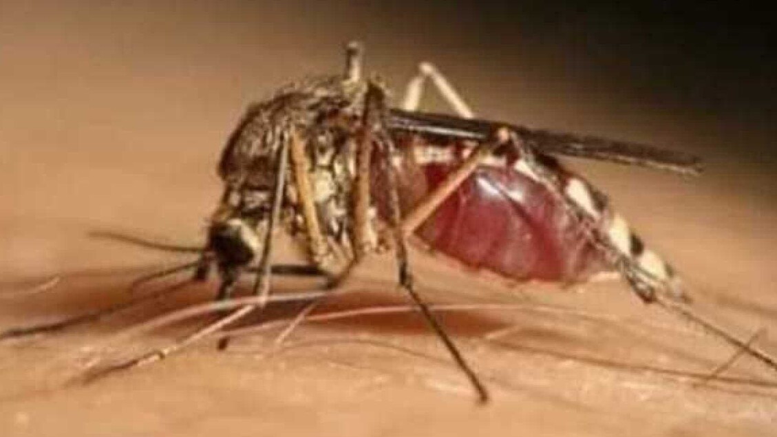 Altri 7 casi di West Nile nel Lazio, anche in provincia di Roma - Notizie