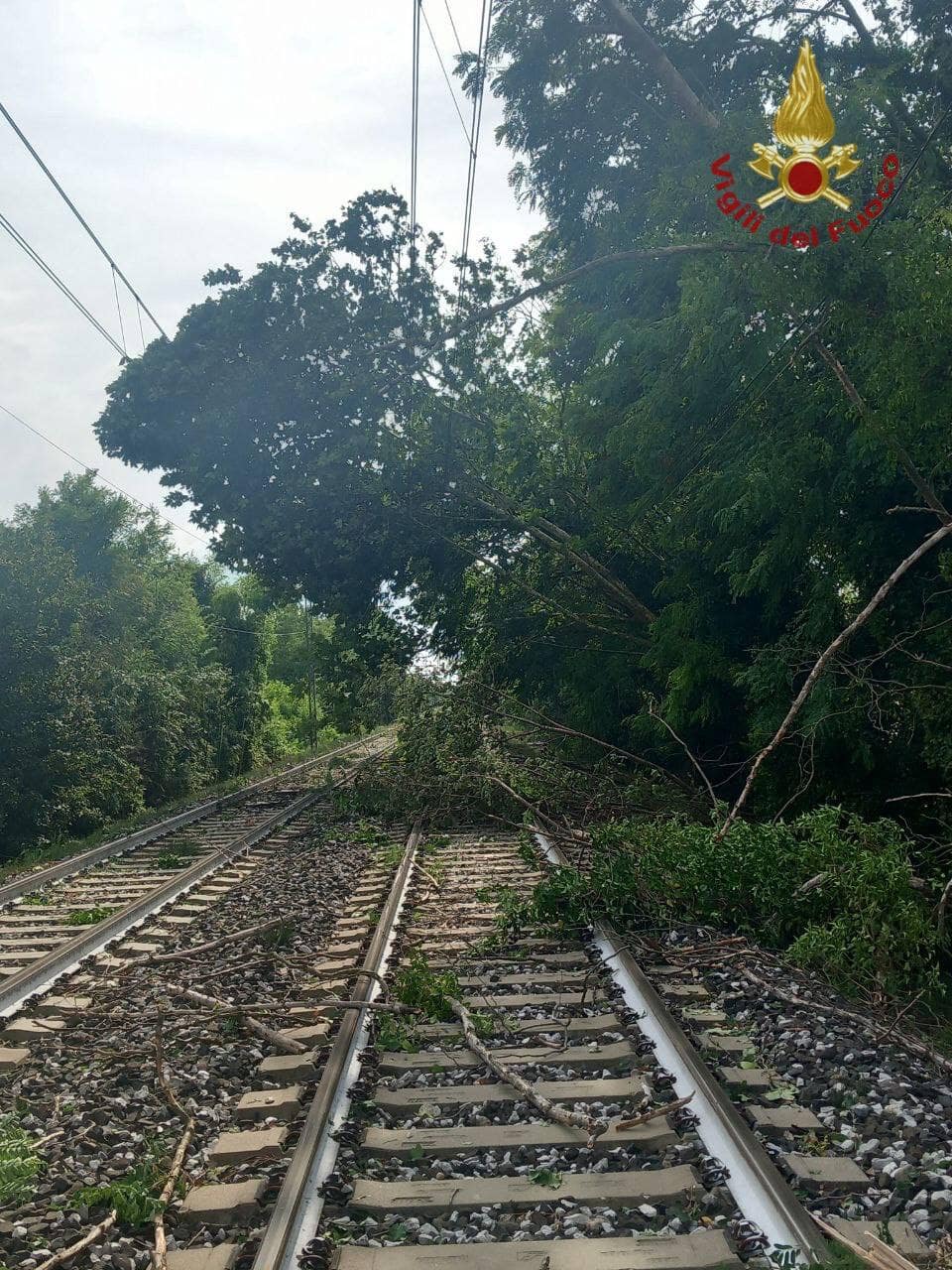 Le piante finite sulla linea ferroviaria