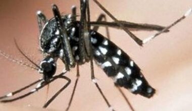 West Nile, virus trovato a Medicina: attivate misure di controllo