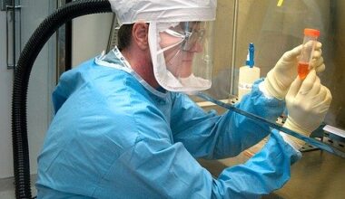 West Nile, l’allarme corre sulle ali: 455 casi in Italia