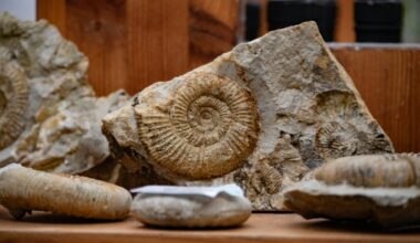 La scoperta di nuovi fossili getta luce sulla nascita della vita sulla Terra