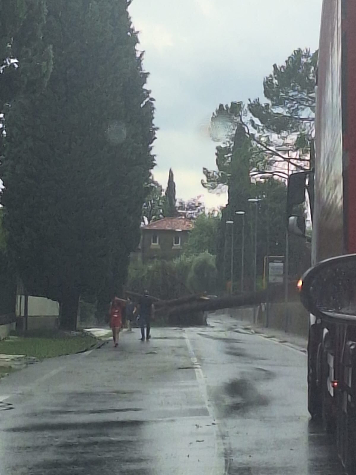 Un albero caduto a Carpesica