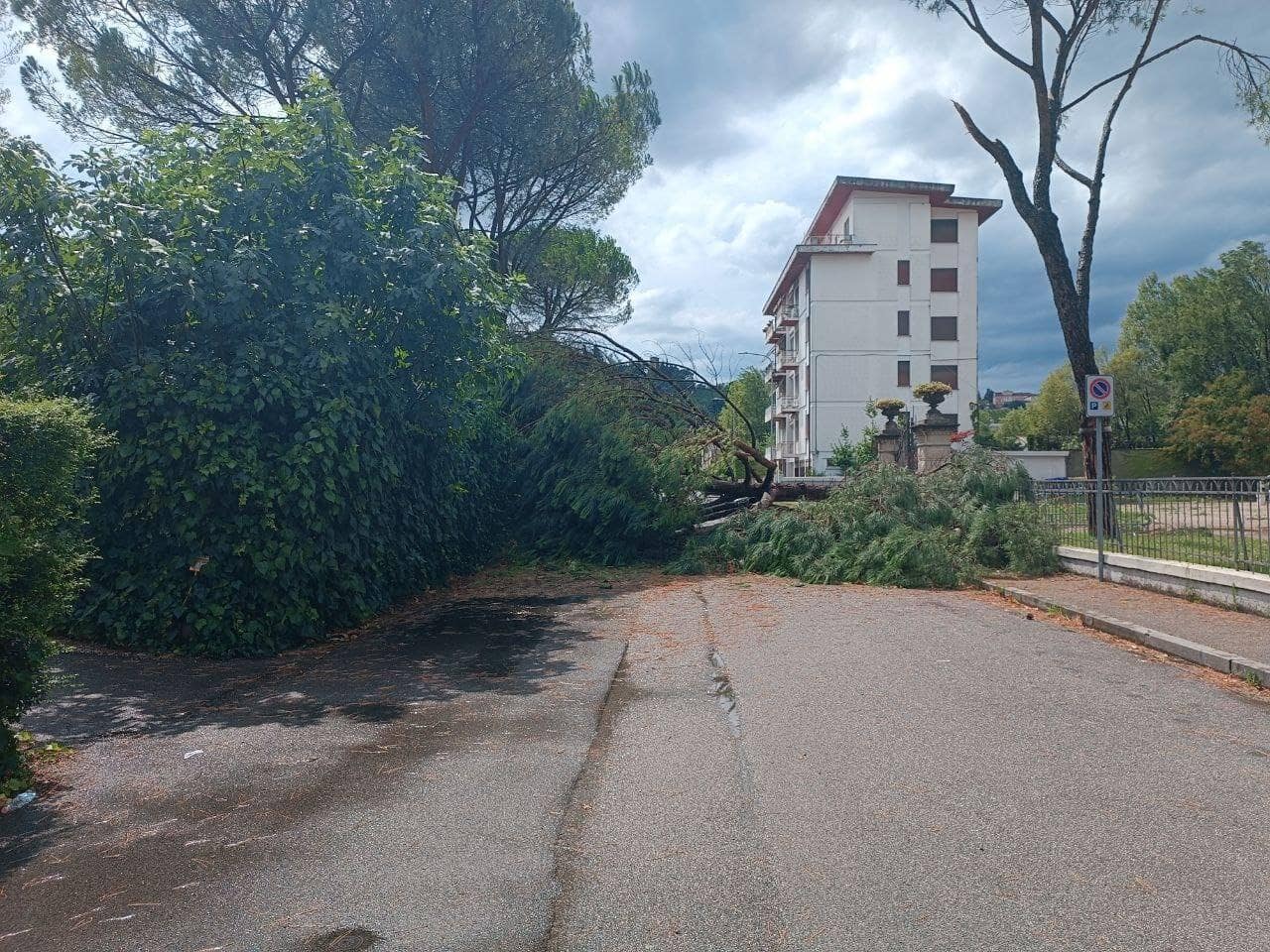 Un altro albero caduto a Conegliano