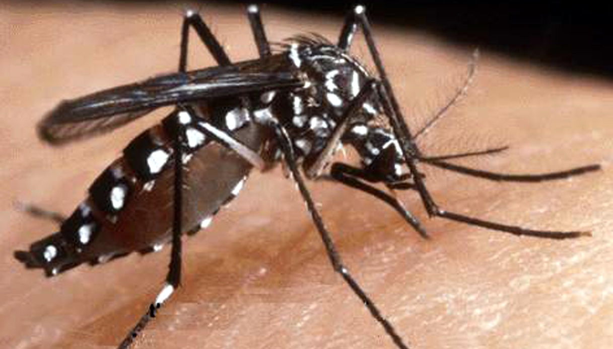 Virus Chikungunya in Italia, Oms lancia l'allarme sul "rischio globale"