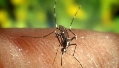 West Nile, dalla prevenzione del contagio ai sintomi. Cosa dice l’Iss - Sky TG24