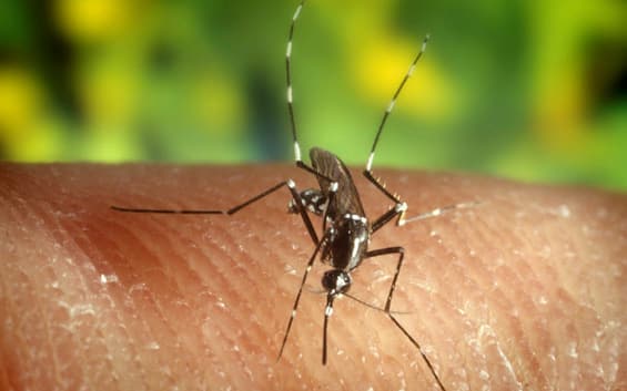 West Nile, dalla prevenzione del contagio ai sintomi. Cosa dice l’Iss - Sky TG24