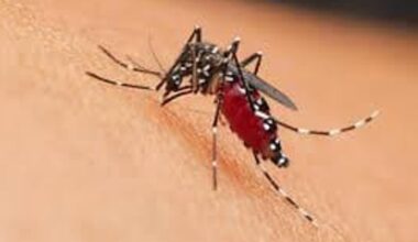 West Nile, due vittime in poche ore nel casertano