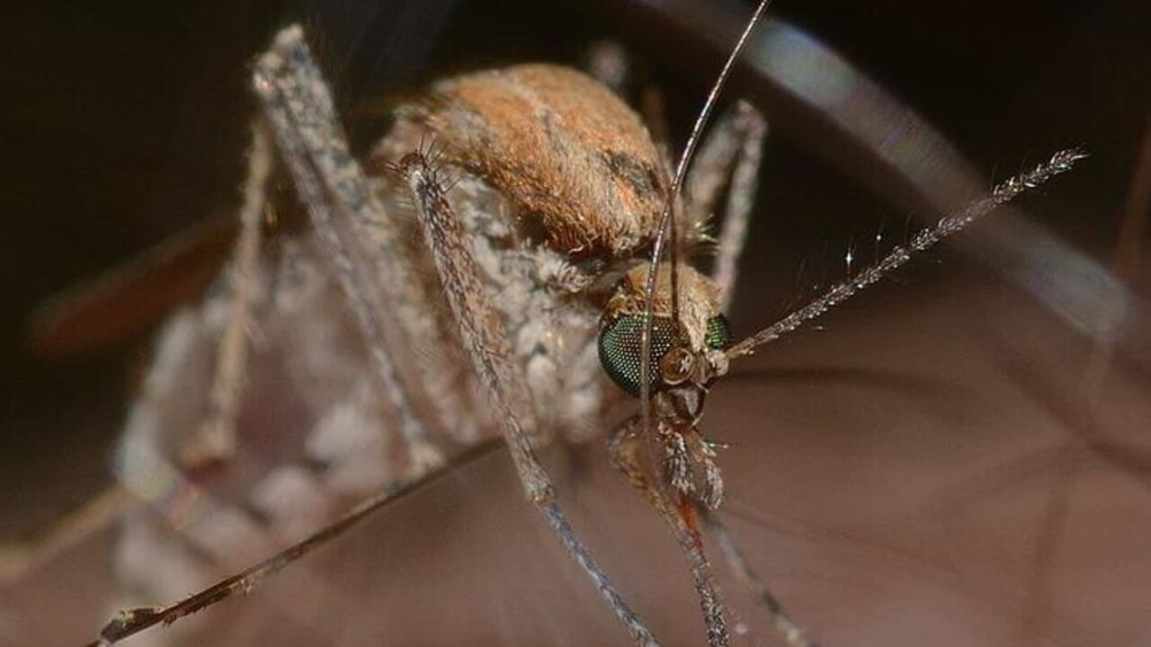 Decesso per virus West Nile, il ministero della Salute: "Monitoraggio costante nel Lazio"