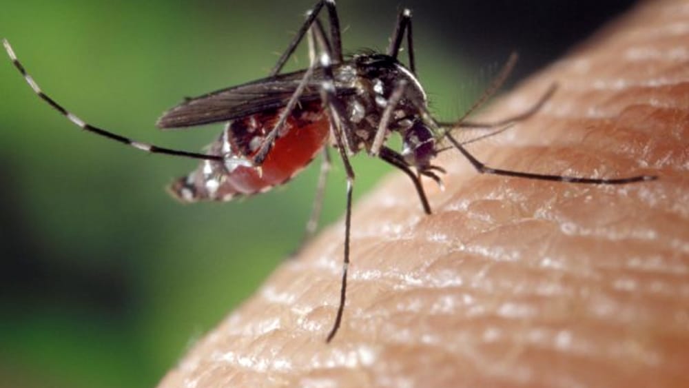 piano anti-virus West Nile e Usutu ad Arezzo