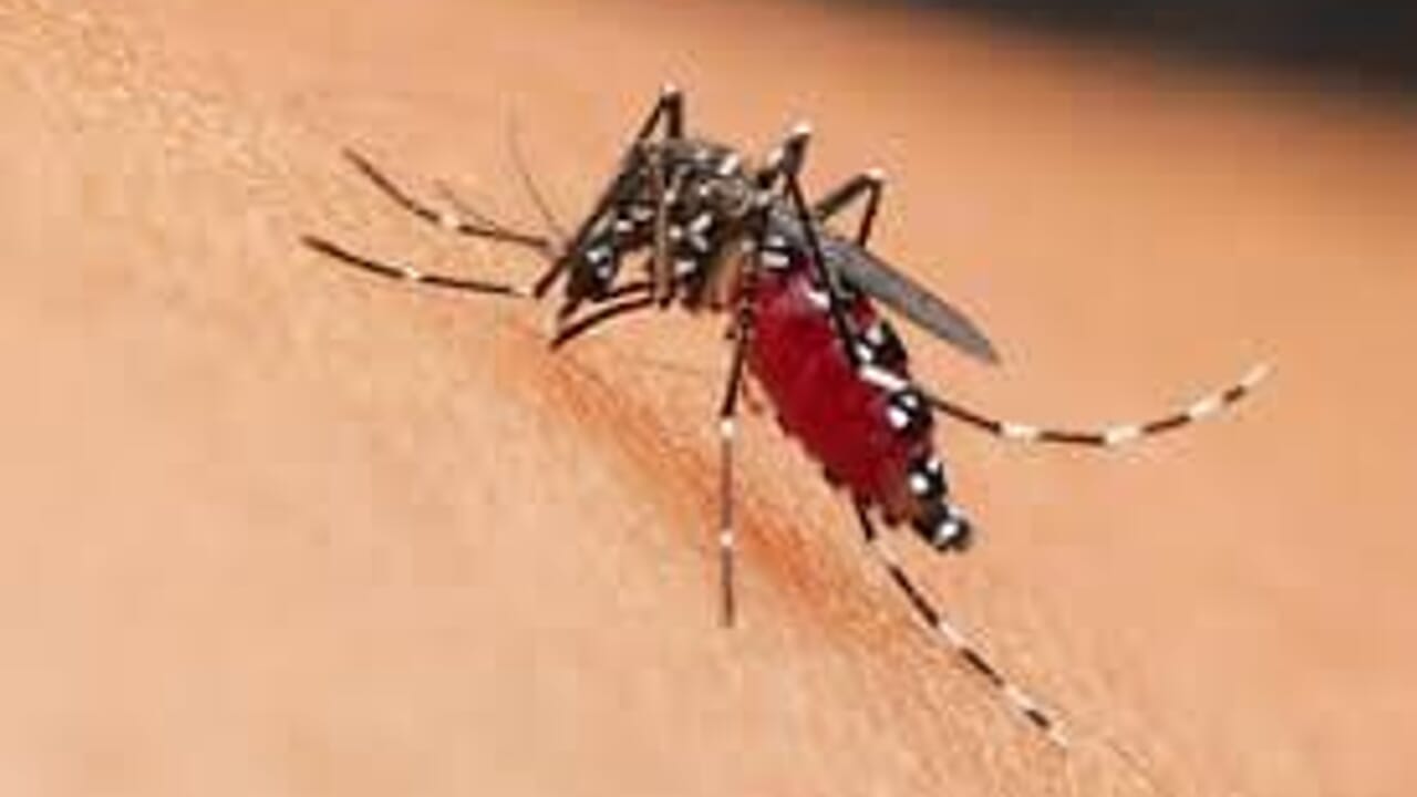 West Nile, due vittime in poche ore nel casertano