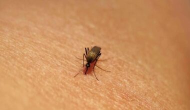 Dengue, Chikungunya, West Nile: quali sono le differenze tra le infezioni da zanzara