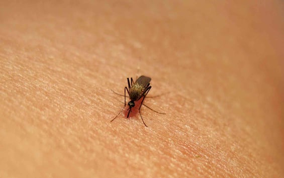 Dengue, Chikungunya, West Nile: quali sono le differenze tra le infezioni da zanzara